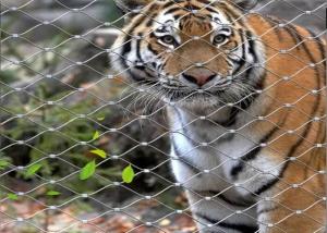 China Flexible SS Wire Rope Mesh Customized Lightweight Tiger Fencing wholesale
