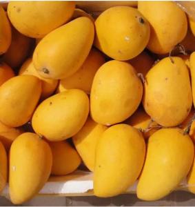 China Full Automatic Mango Processing Line 50 Tons / Hour wholesale