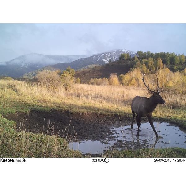 9 Languages HD Infrared Game Camera 940nm IR LED Night Vision Hunting Camera