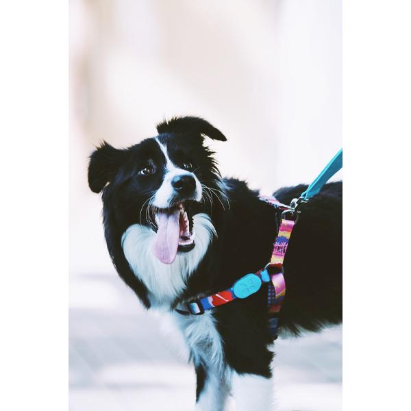 Front Connect Easy Walk Dog Harness Small Medium