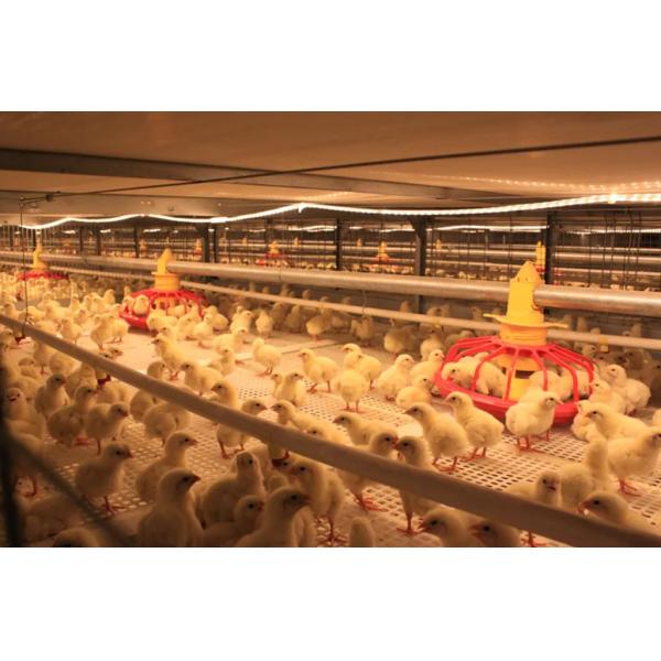 ISO Certified Prefab Poultry House Automatic Manure Removal Feeding System