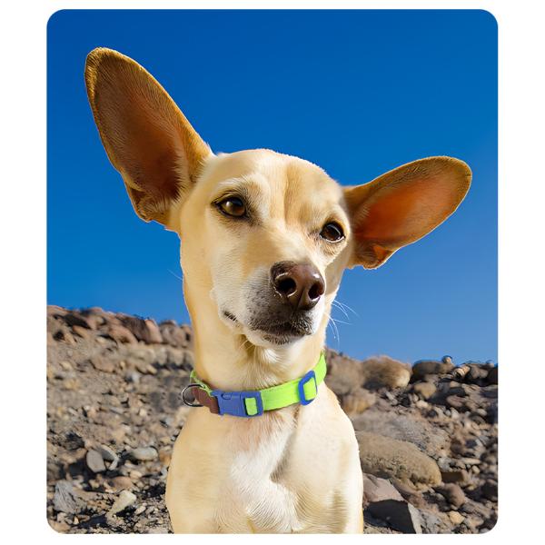 Pet Lightweight Multicolor Anti-Escape Pet Collar And Leash Set For Training Walking Dogs