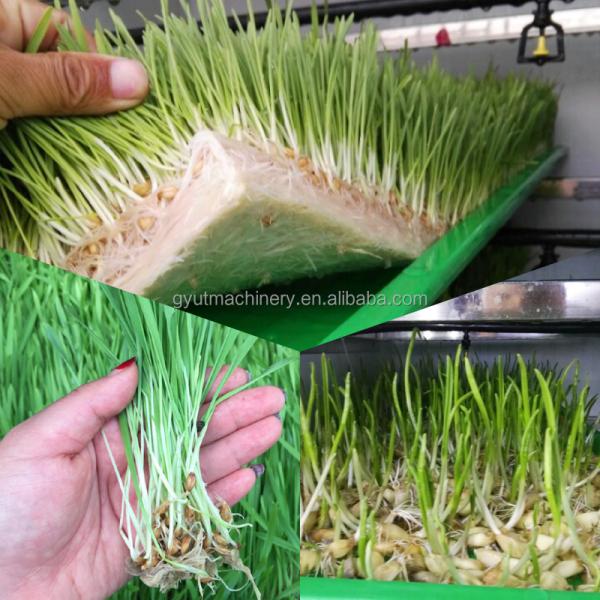 Hydroponic Forage Equipment 1200KG/Day Growing System with 3-4 Day Production Cycle