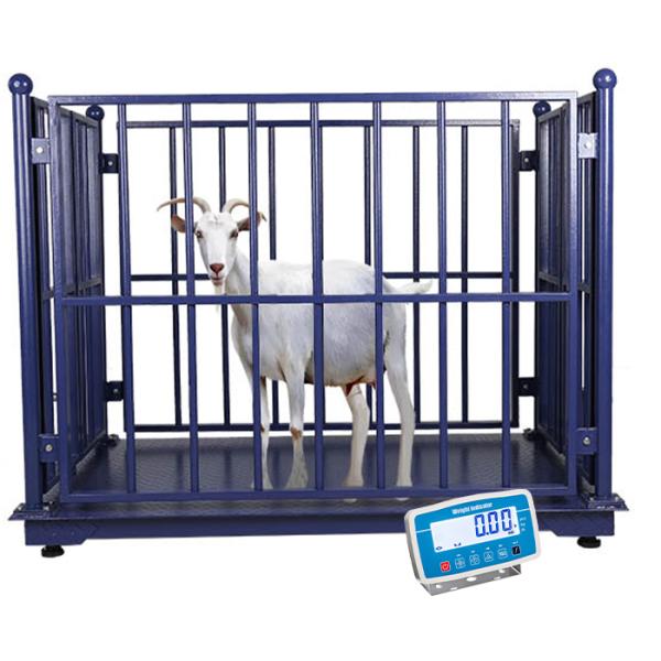 Stainless Steel Horse Scale Floor Scale for Livestock Farm With Fence 500g Accuracy and AC110V/220V Power Supply