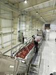 SUS304 Automatic Apple Processing Line For Puree 20t/H