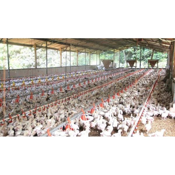 Automatic Steel Structure Poultry Farm Shed Design Modern Chicken House