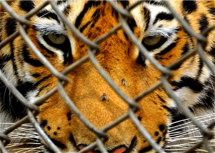 China OHSAS 18001 rust resistant wildlife Chain Wire Fencing wholesale