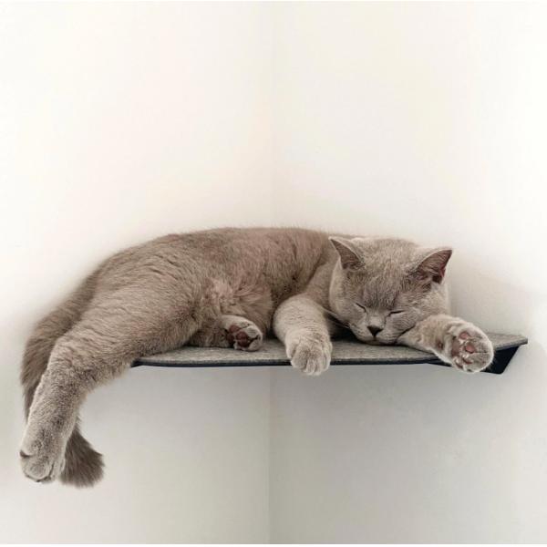 Modern Metal Cat Room Wall Seat with Stamping Parts Installation Wall Mount Pre Drill