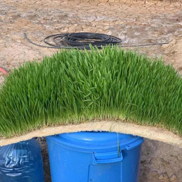 220V 50hz Mung Bean Sprout Machine Hydroponic Automated Fodder System