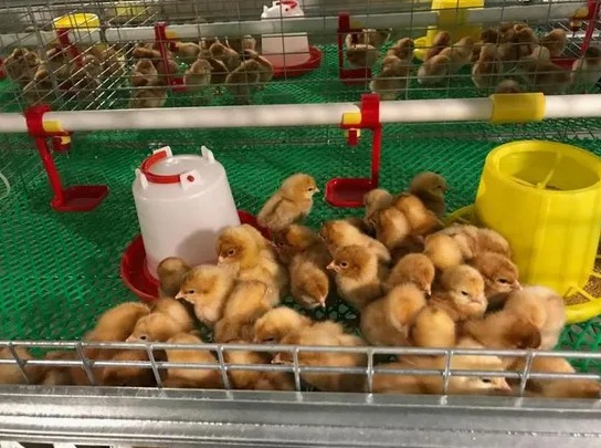 ISO Certified Prefab Poultry House Automatic Manure Removal Feeding System