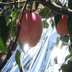 China Fruit Tree Silver Polyester Film , Agricultural Aluminized VMCPP Mulch Film wholesale