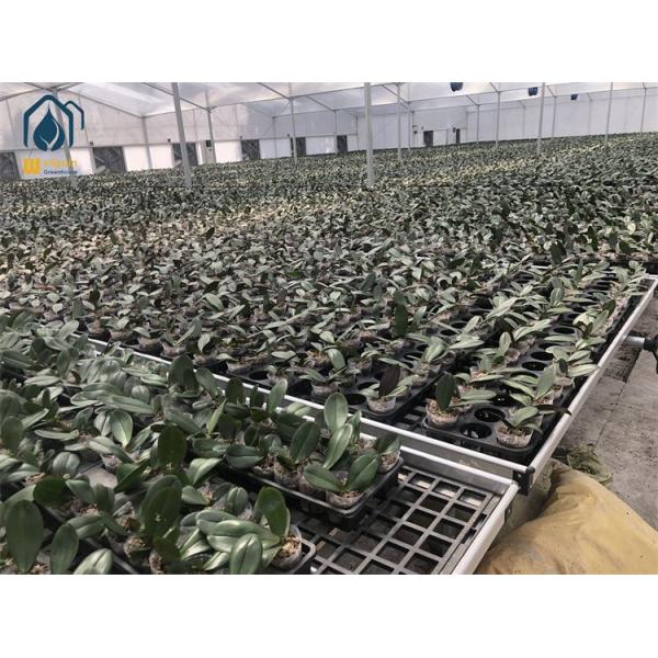 planted vegetable flowers 2.jpg