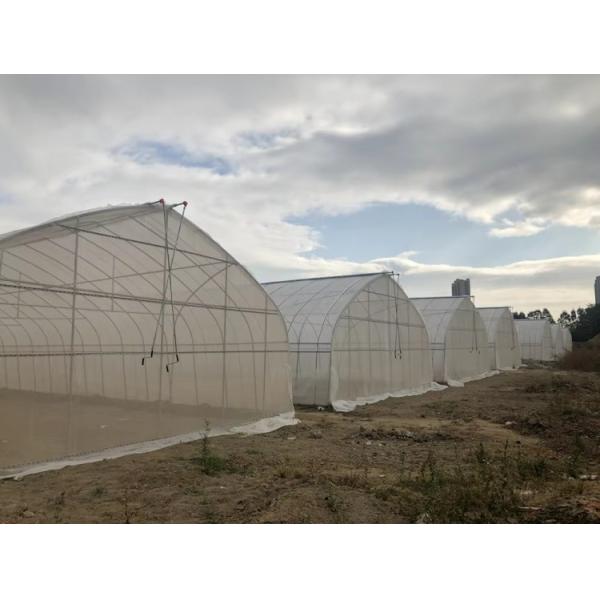 Polytunnel Tunnel Single Span Economic Agricultural Tomato And Strawberry Greenhouse for Smart Hydroponic Sustainable Farming