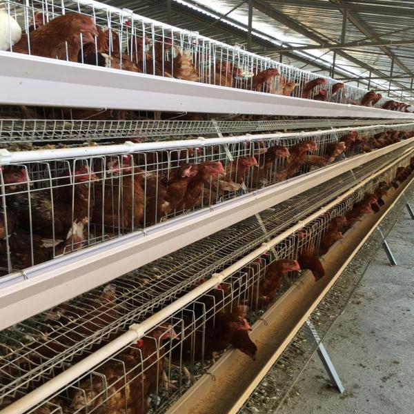 Deep Galvanized Egg Laying Layer Chicken Cage Prevent Disease Infection