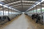Automation And Sanitary Pre-made Steel Structural Cowshed Framing Systems