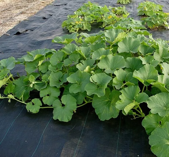 Various Sizes Of Tray Can Be Customized Pot Tray Easy To Carry