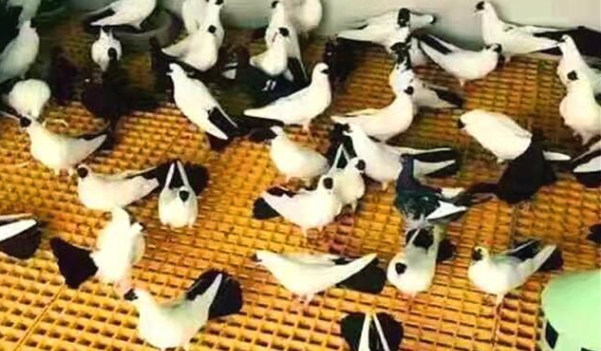 Corrosion Resistant Fibreglass FRP Pultruded Grating Grille 1x3 for Pigeon Cage