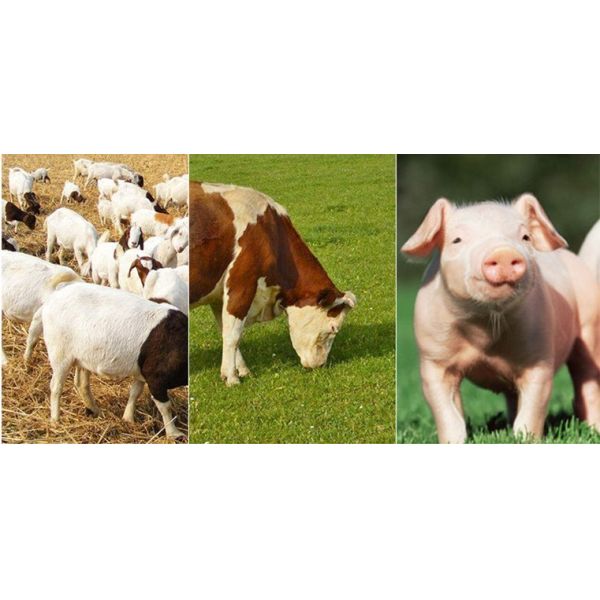 Livestock Continuous Veterinary Vaccine Syringe Injector 1ml 2ml