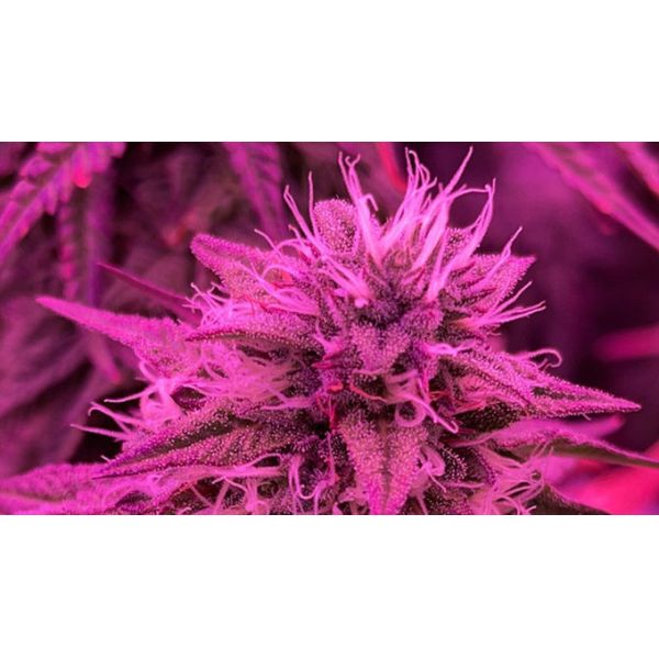 RedFarm 30W Seoul UV 385nm 395nm UVA LED Grow Light LED Bar Osram IR 730nm For Indoor Hydroponics 2