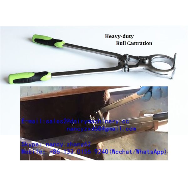 Farm Stainless Steel Cow and Cattle Castration Plier Burdizzo Style for Educational Use