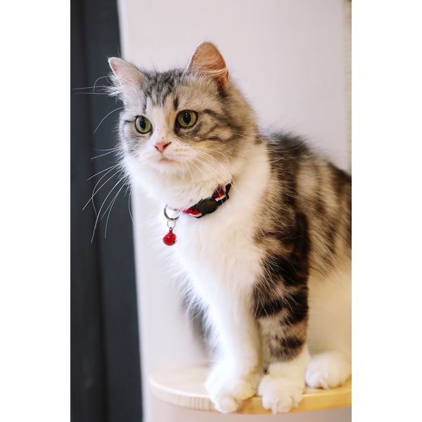 Quick Release Kitten Cat Safety Collar With Bell Soft Polyester Teacup Chihuahua