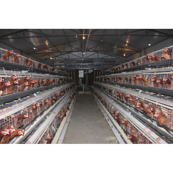 A Type 4 Tiers / Floors 128, 160 Birds Per Set Poultry Layer Cage For Laying Eggs
